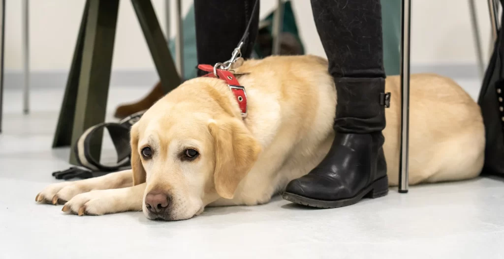 Φωτογραφία της Λούνας
